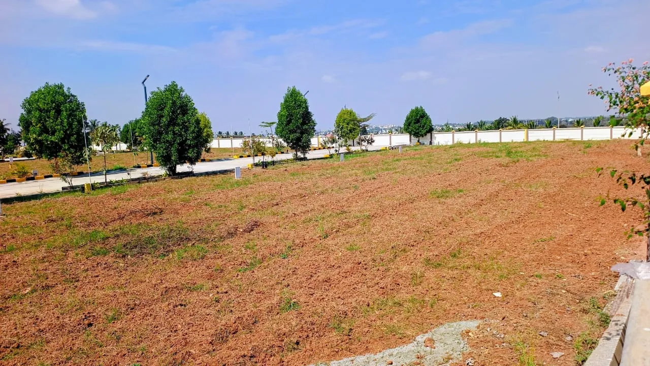 Open plots with young trees at Manana Ashraya